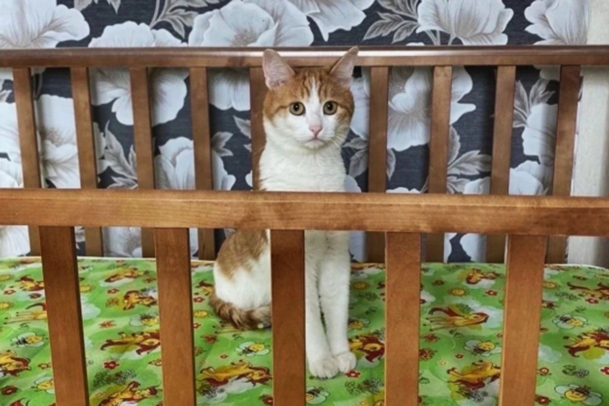 кот твикс