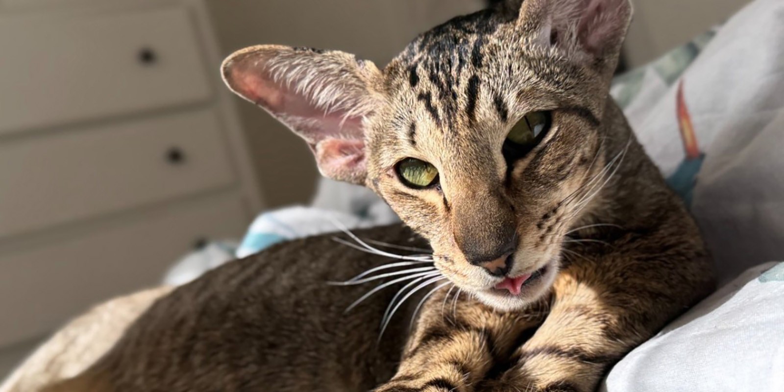 Кошачий язык: как научиться понимать кота и общаться с ним