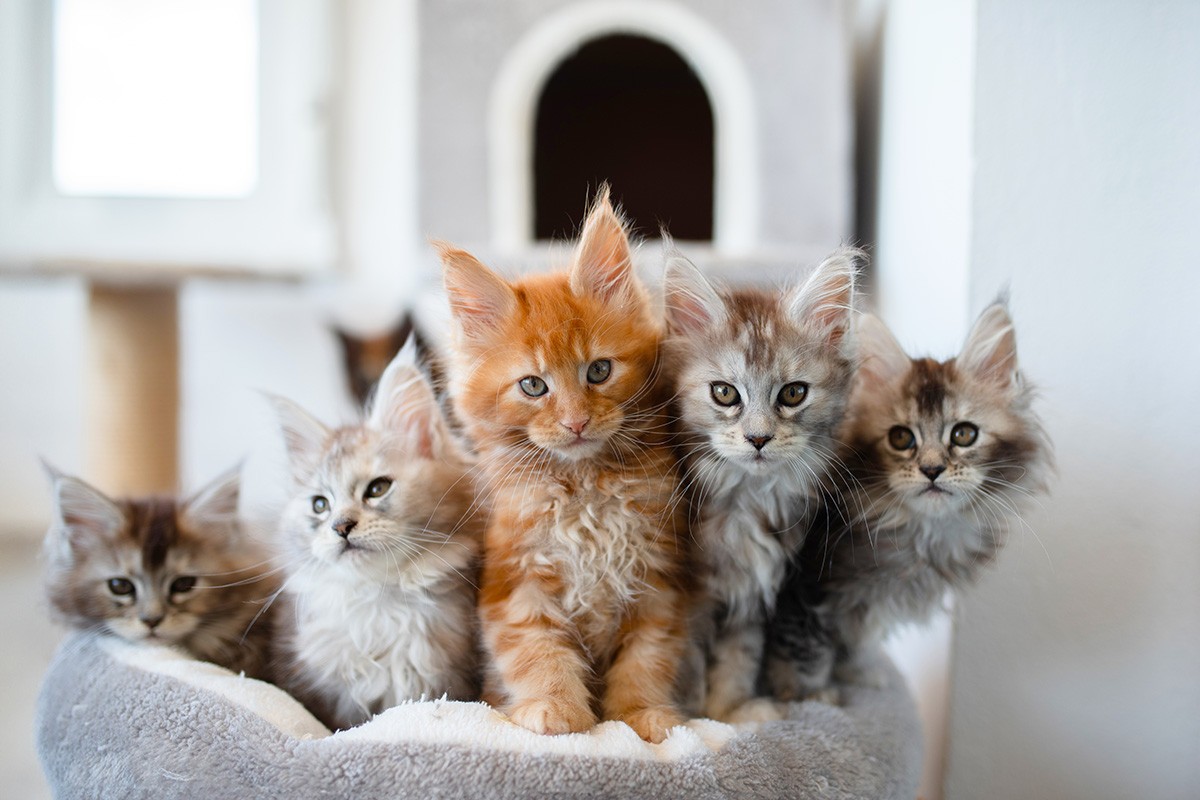 котенок мейн-куна