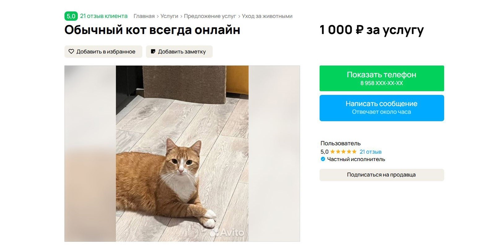 фото кота на Авито