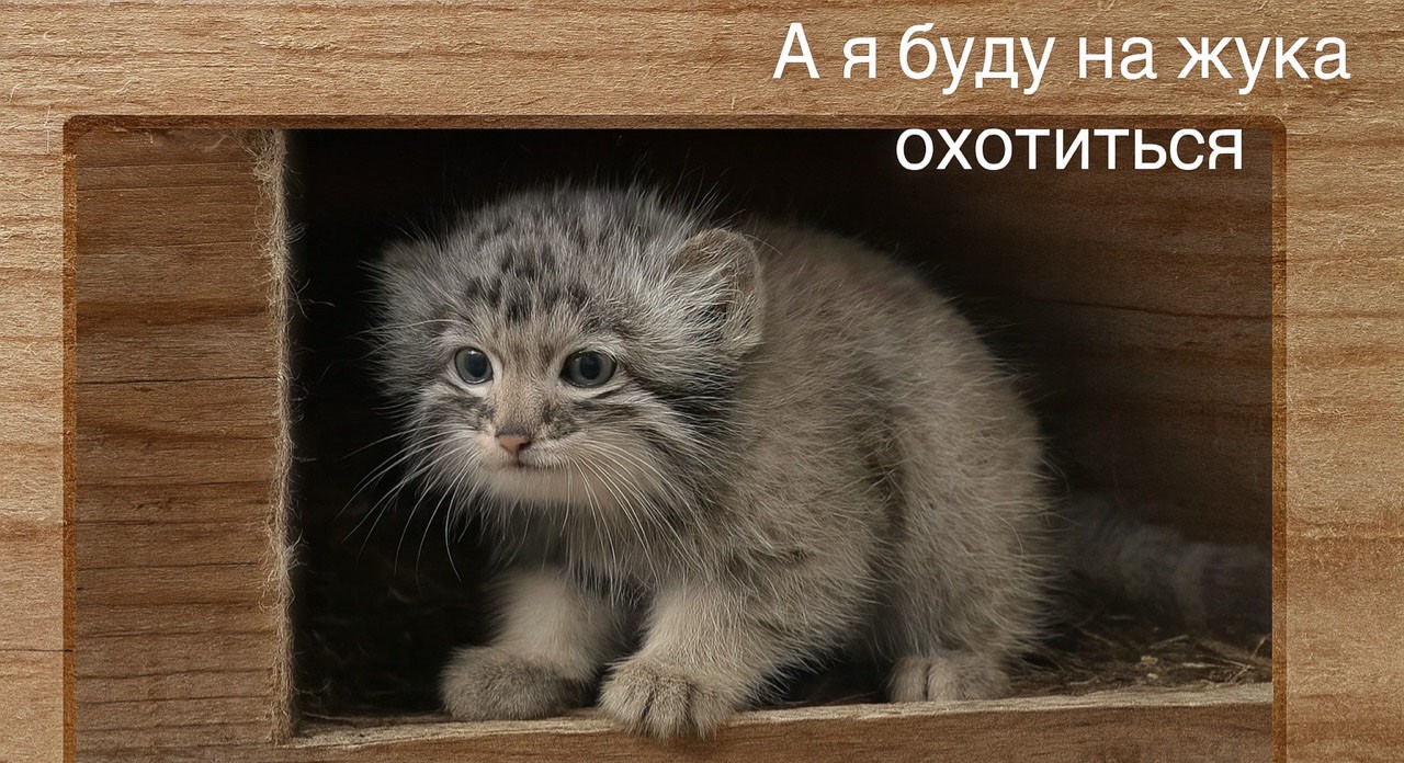 «А я на жука буду охотиться, на паука»: как малыш-манул растопил сердца
