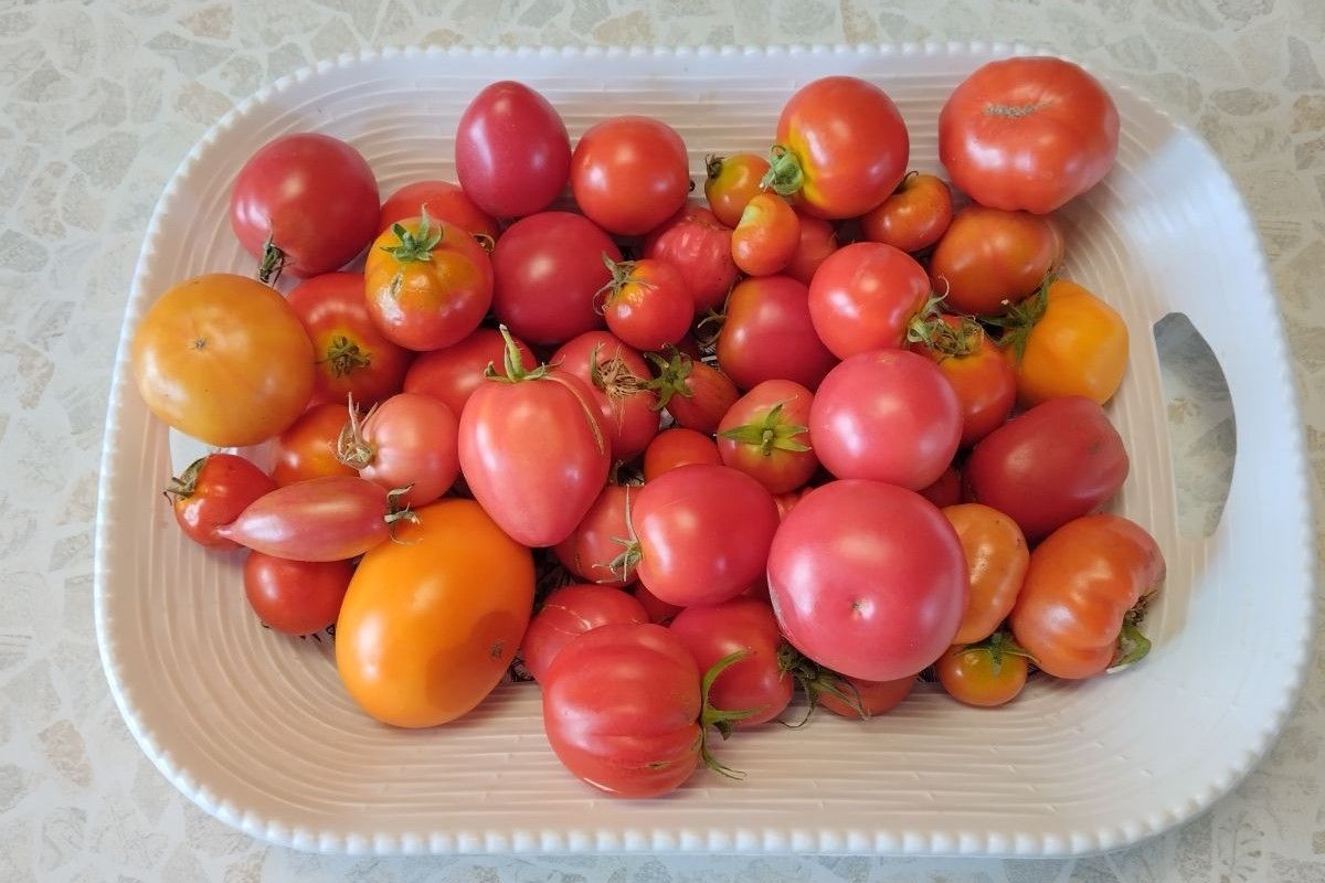 домашние томаты