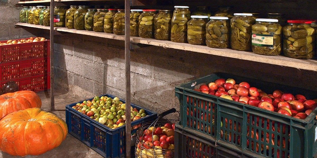 Чем обработать погреб от плесени и грибка перед закладкой овощей
