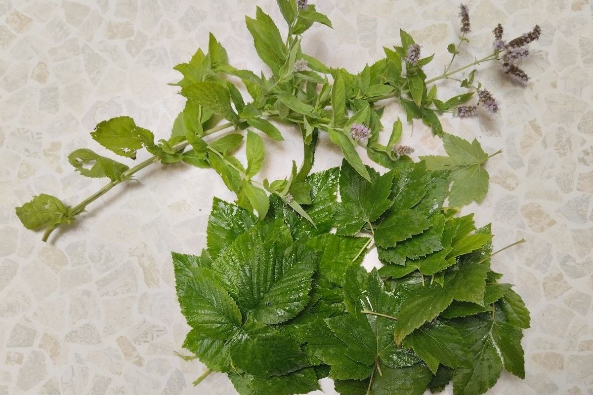 листья для заварки