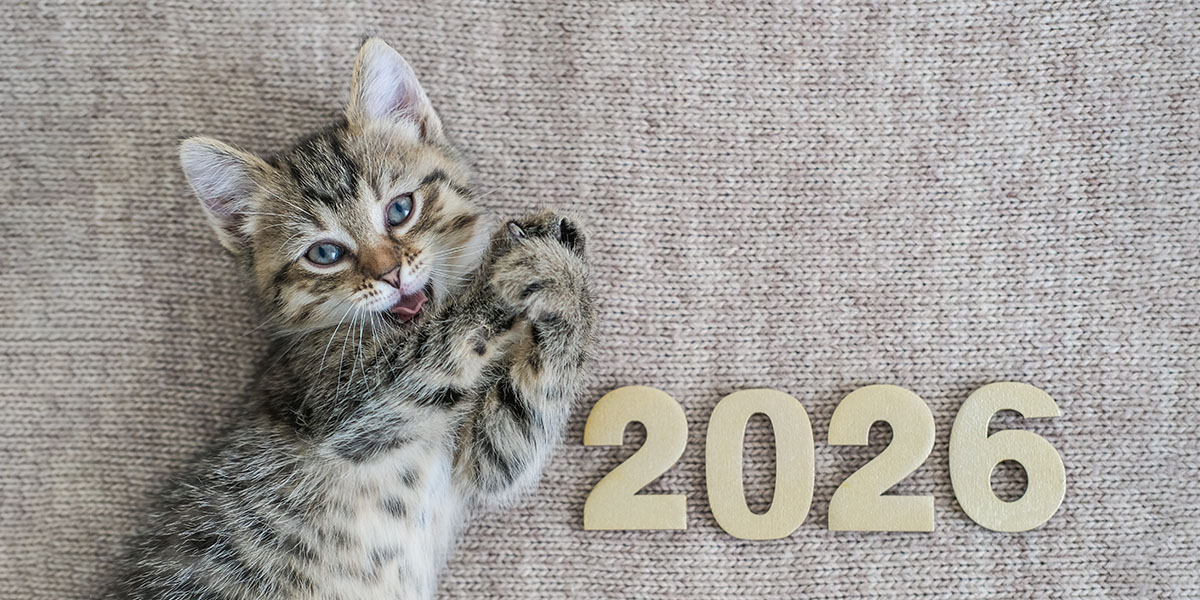 котенок 2026 год