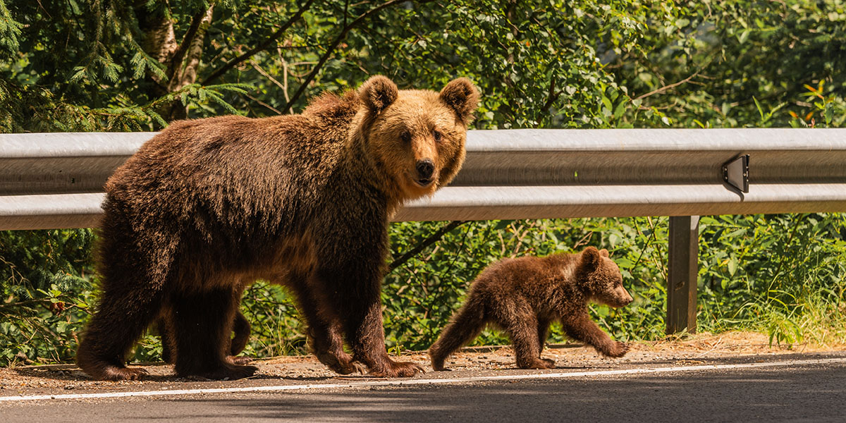 Медведи в центре Петропавловска-Камчатском нападают на людей, в городе ввели РПГ: есть причины