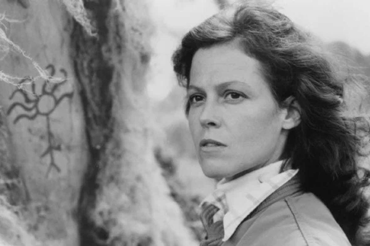 гориллы в тумане