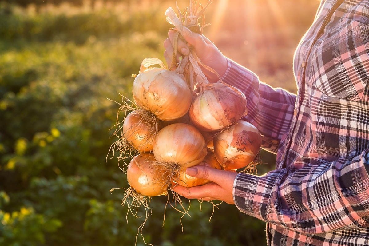 связка овощей