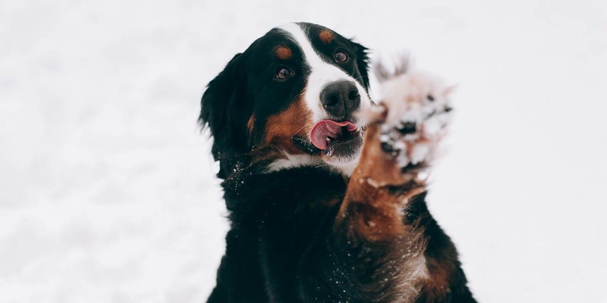 Как зимой защитить лапы собаки от реагентов
