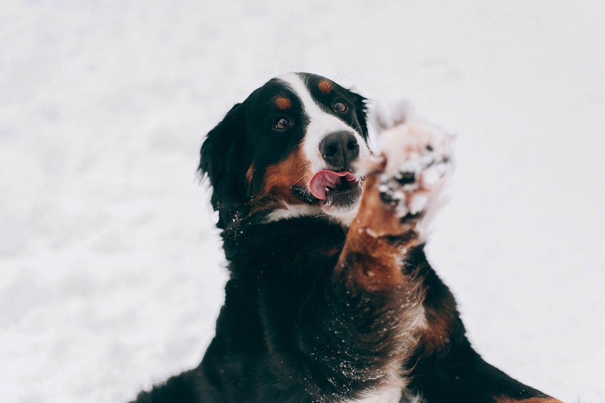 как защитить лапки зимой