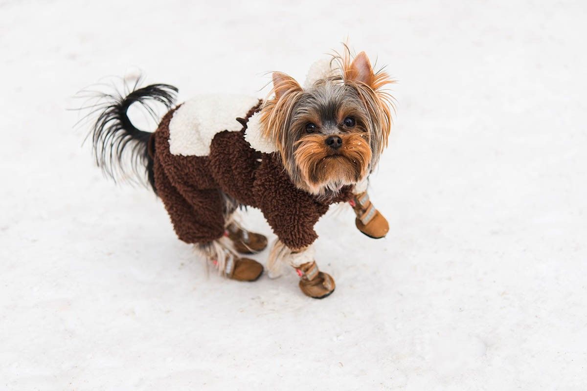 одежда для собак 