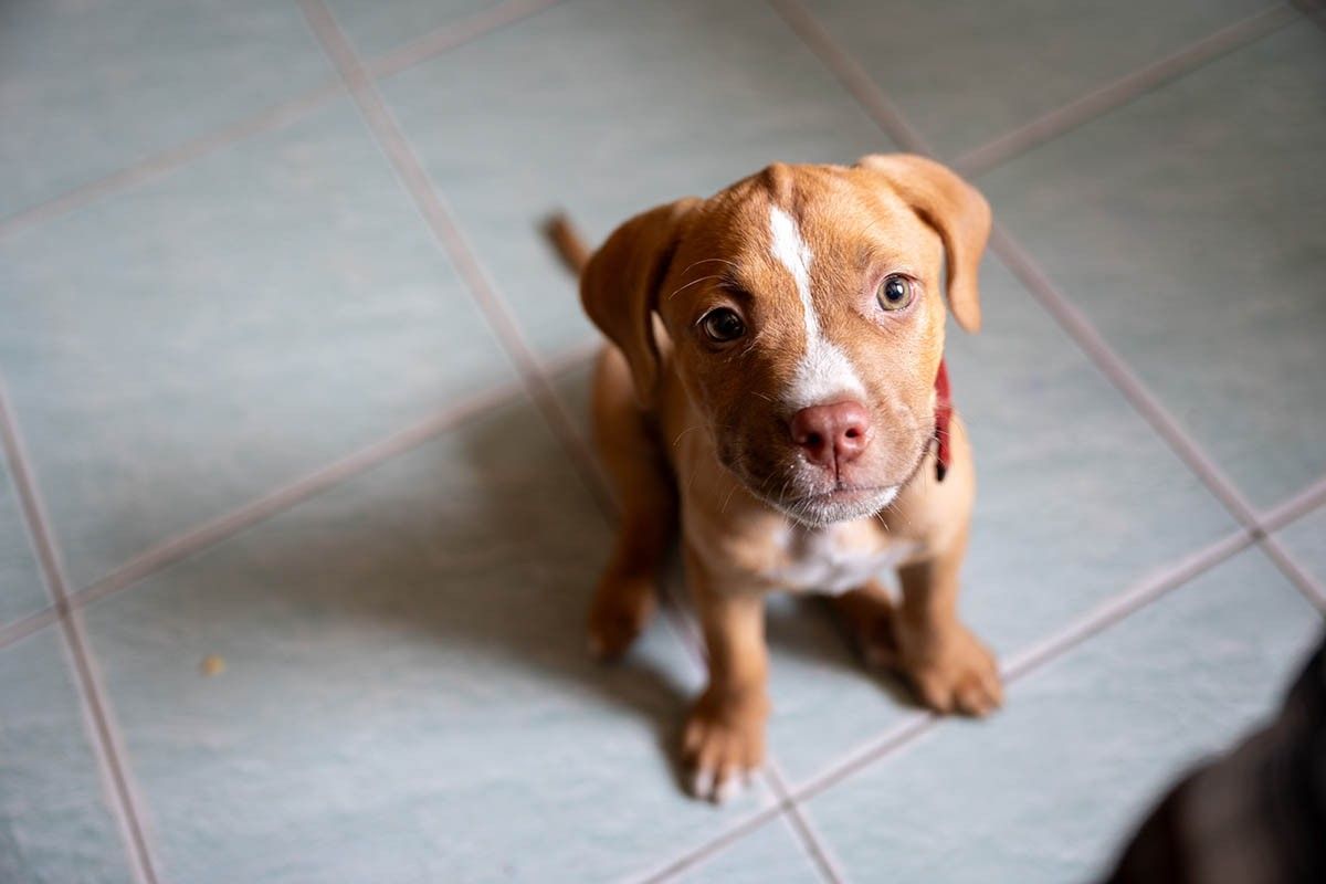 что нужно знать перед тем как завести собаку