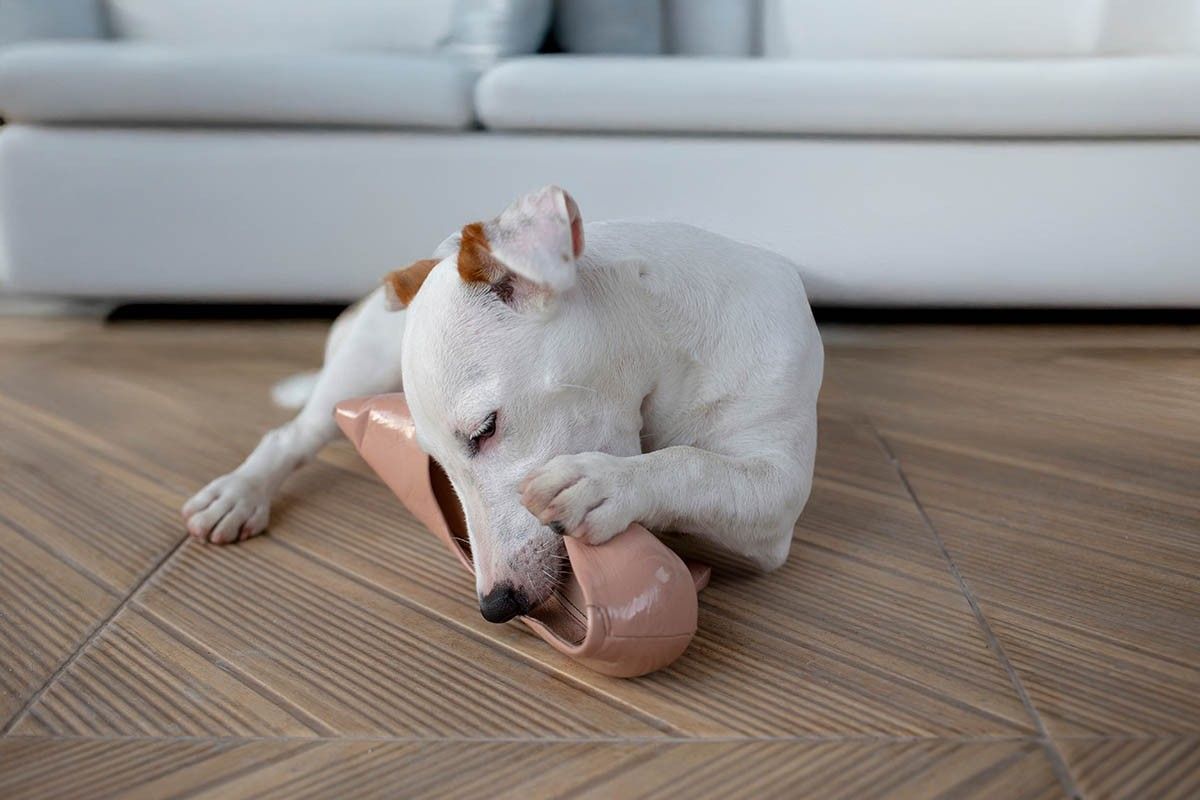 что купить для щенка