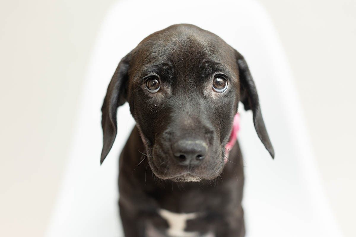 щенок в доме