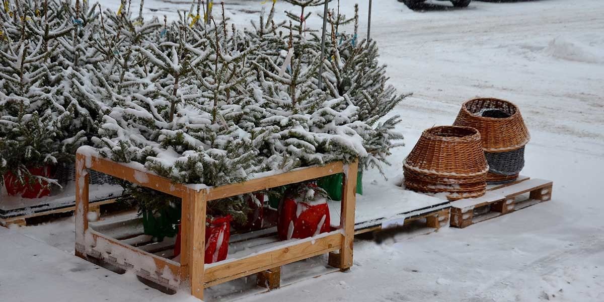 Домашняя елка в горшке: как выбрать, посадить и сохранить на Новый год