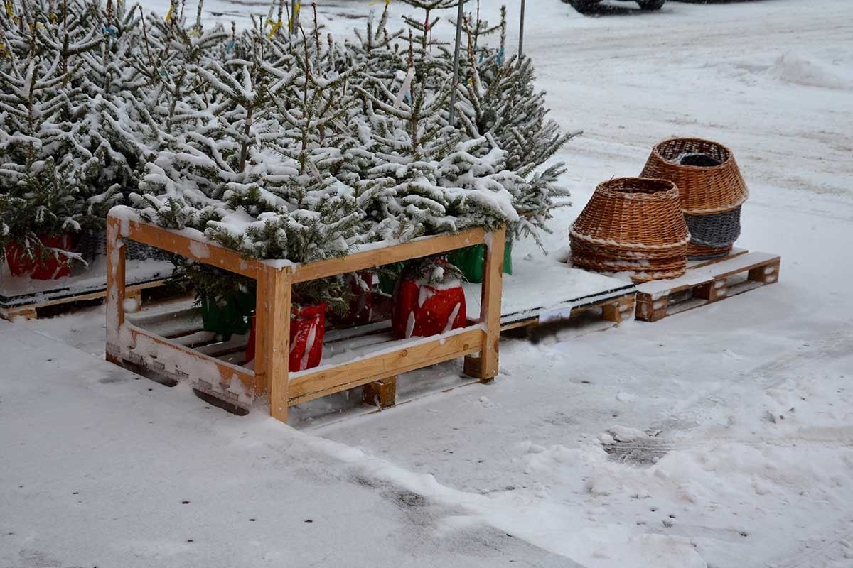 как вырастить елку в домашних условиях