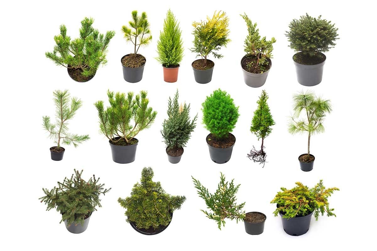 как выращивать домашнюю елку