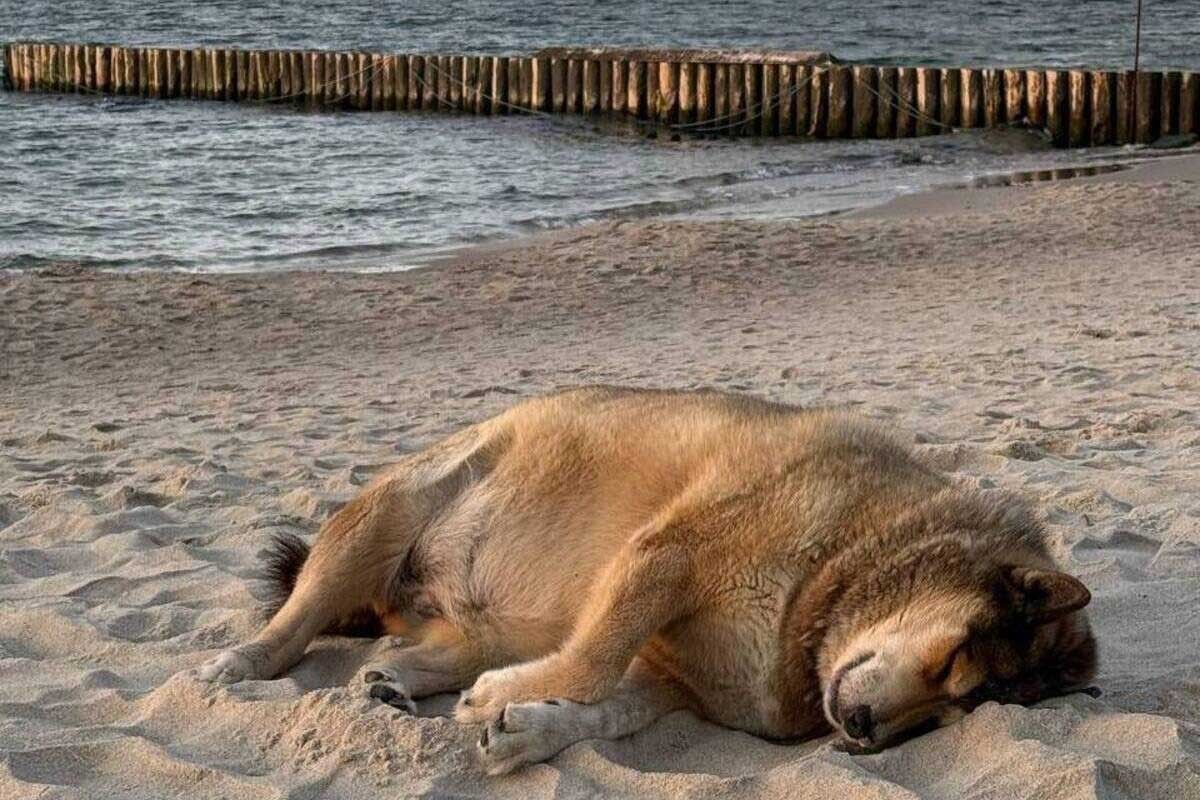 калининград животные пляж