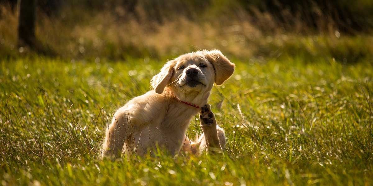 Блохи у собаки: как выглядят и как вывести — эффективные средства обработки