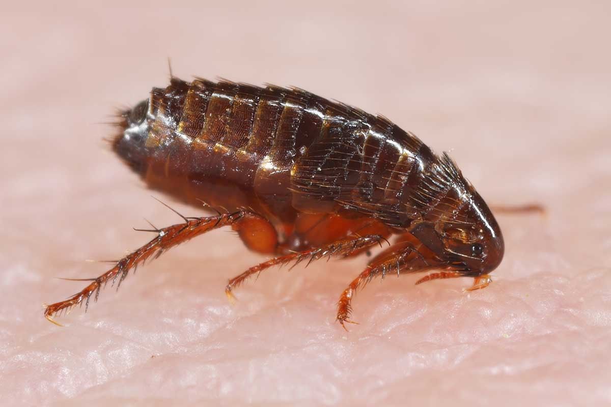 блохи у собак