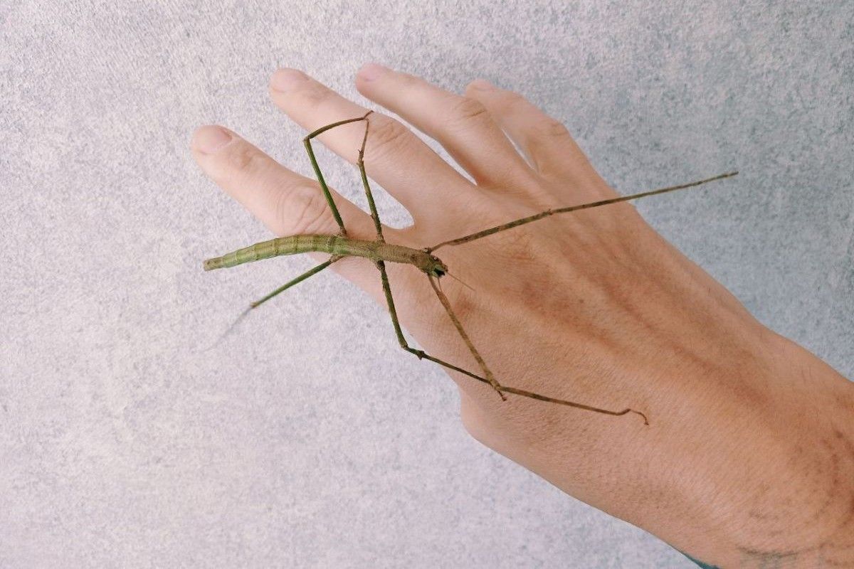 настоящий живой палочник 