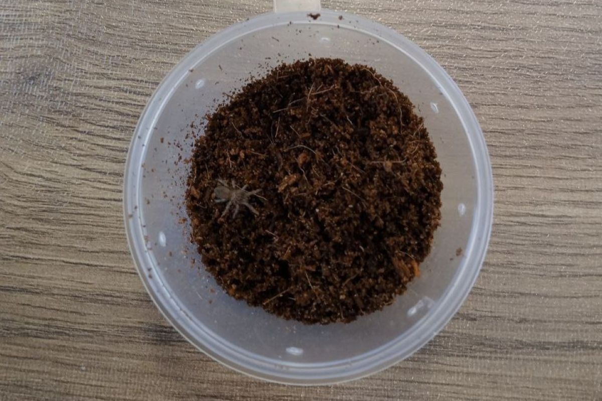 паучок в банке 