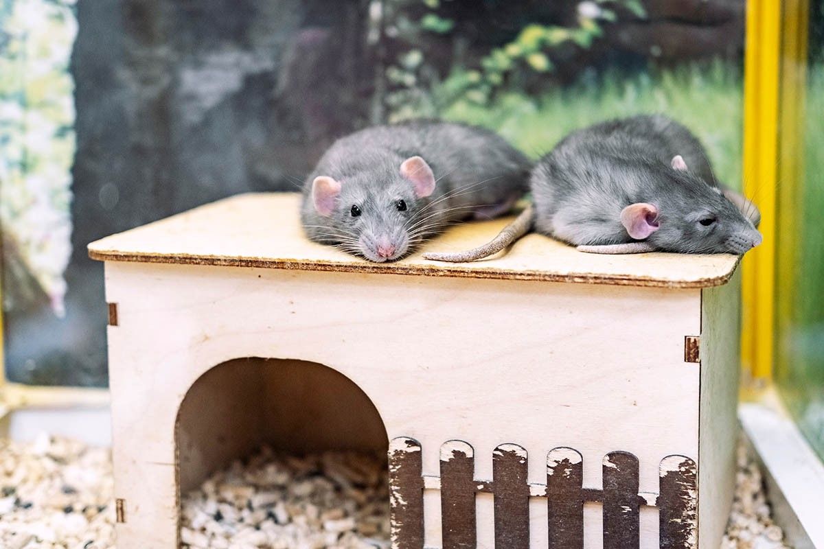 можно ли мыть домашних крыс