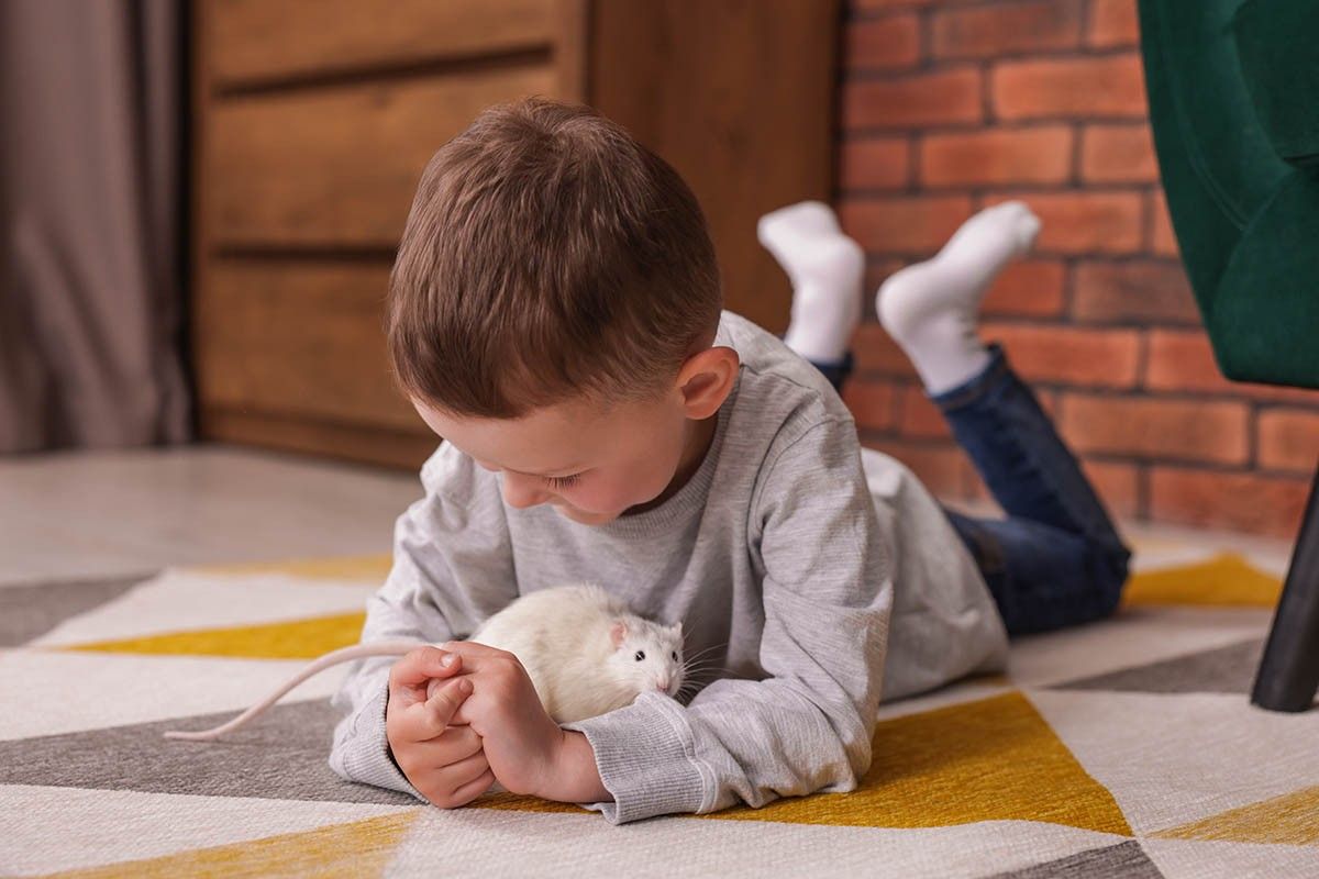 домашняя крыса