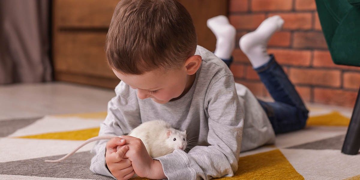 Декоративные крысы: сколько живут, как ухаживать, чем кормить