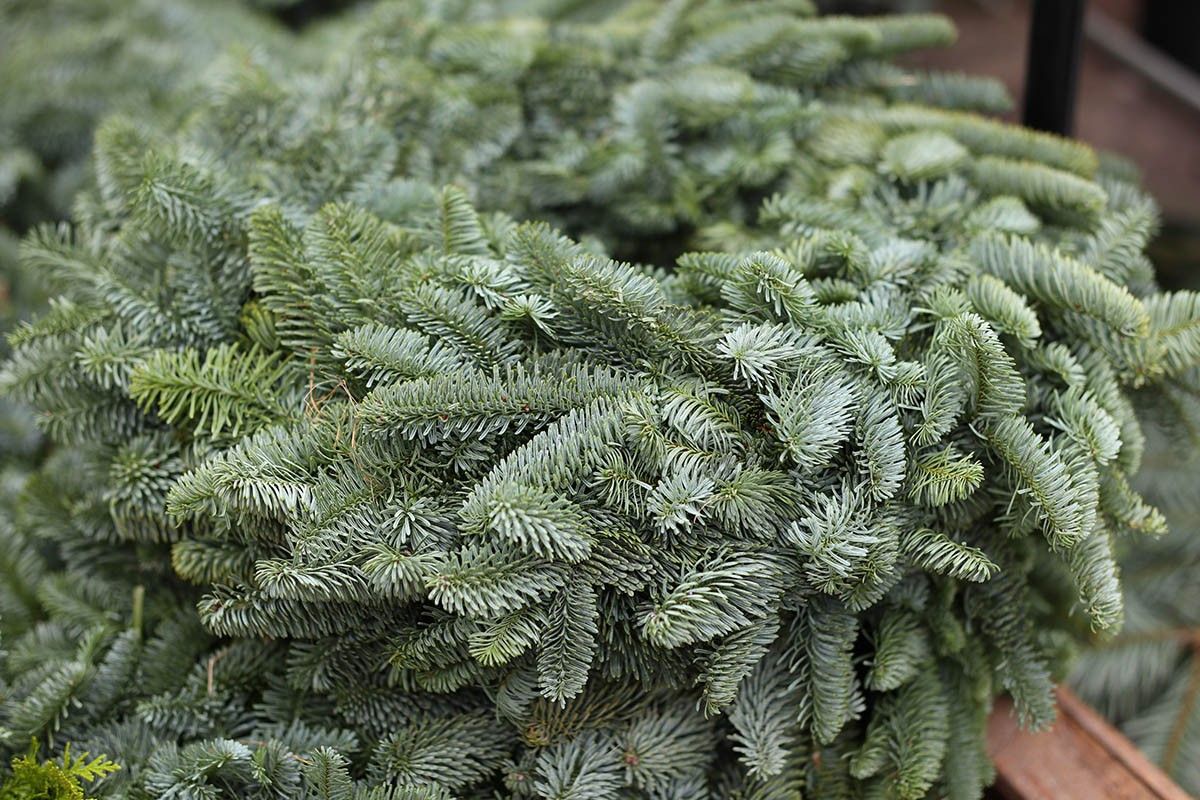 елка на новый год