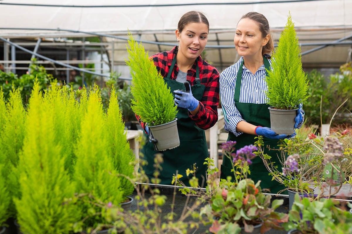 как купить елку