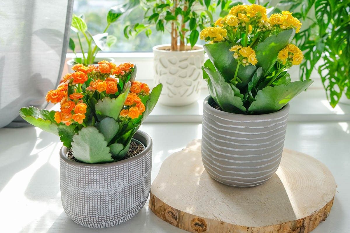 цветы для спальни