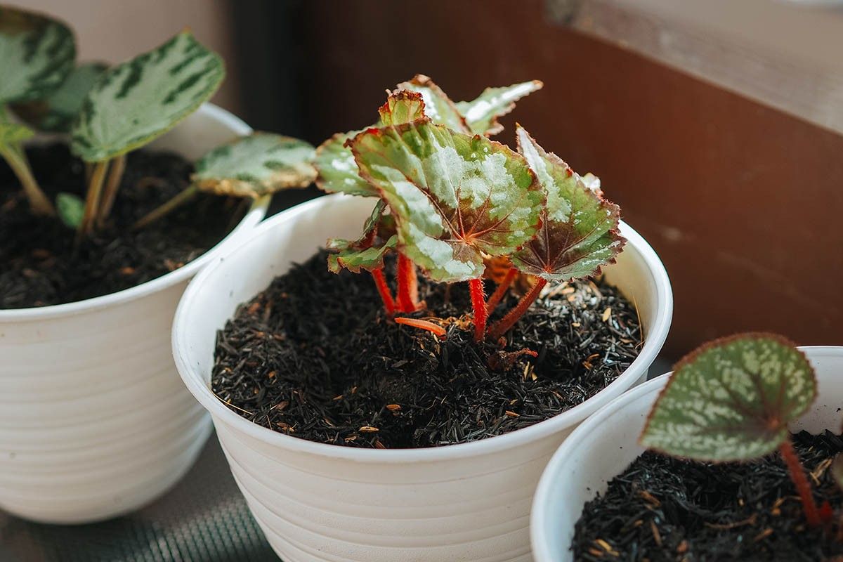 цветы для спальни