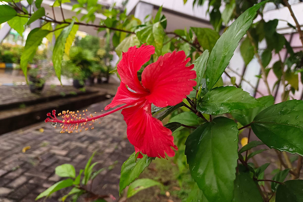 цветы для спальни