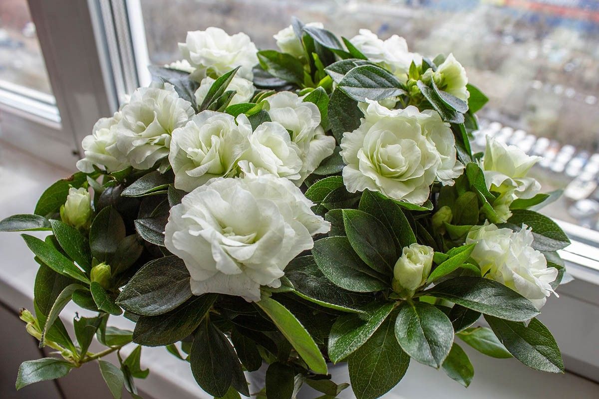 цветы для спальни