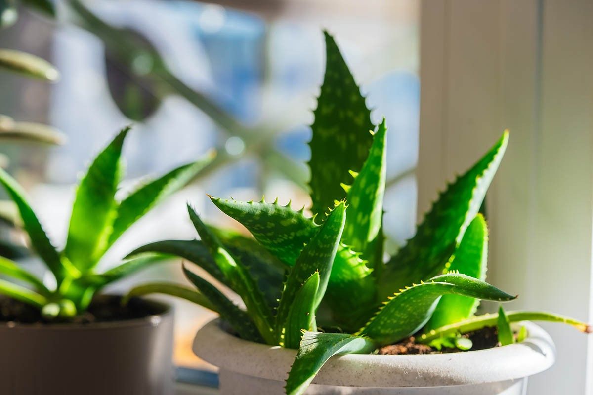 цветы для спальни