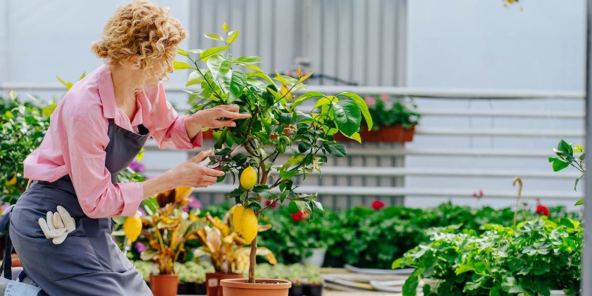 Как вырастить лимон дома: от косточки до урожая