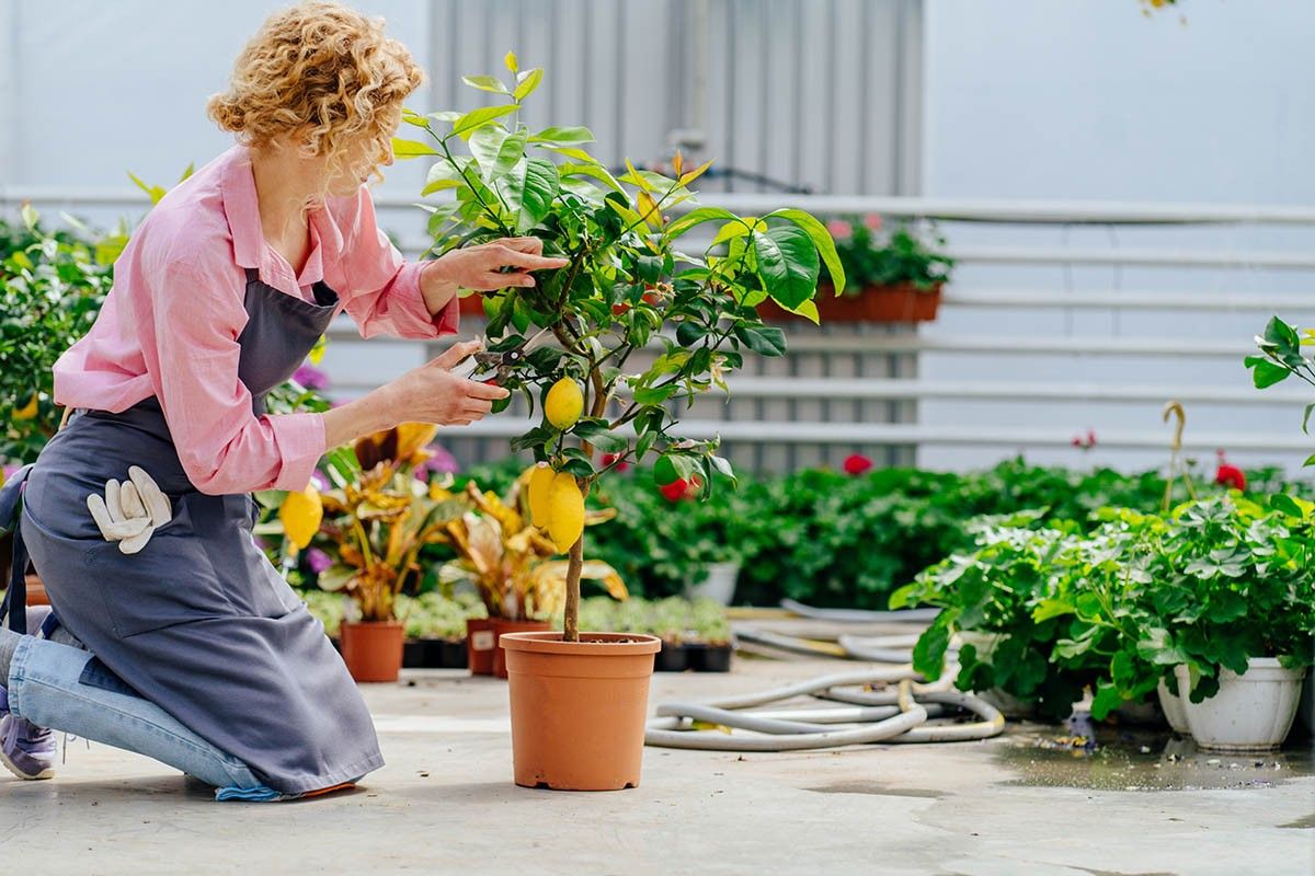 домашний лимон