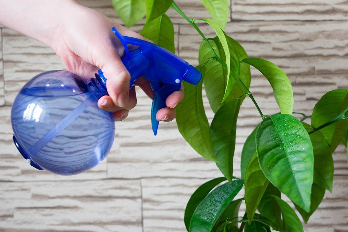 как вырастить лимон дома