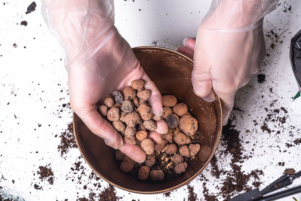 комнатный лимон