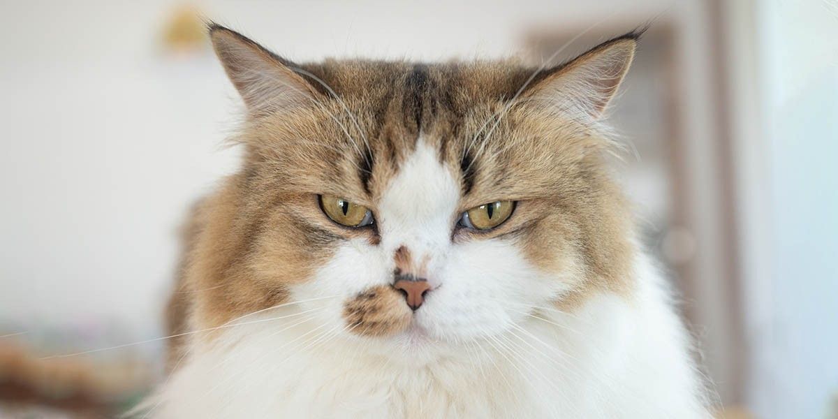 Зачем вы заводите кота, если все время на работе? Это эгоизм