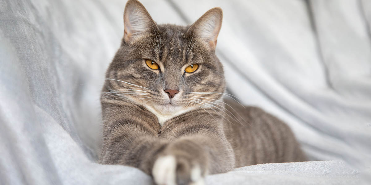 Как определить возраст кошки и котенка: признаки по месяцам и годам