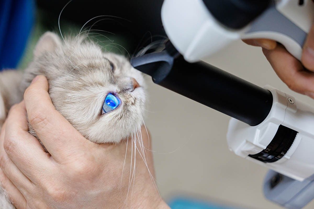 Ветеринарный осмотр кота