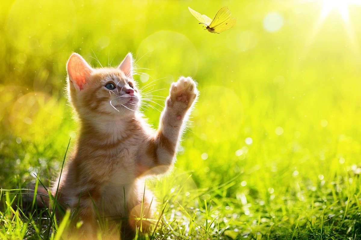 Котенок играет