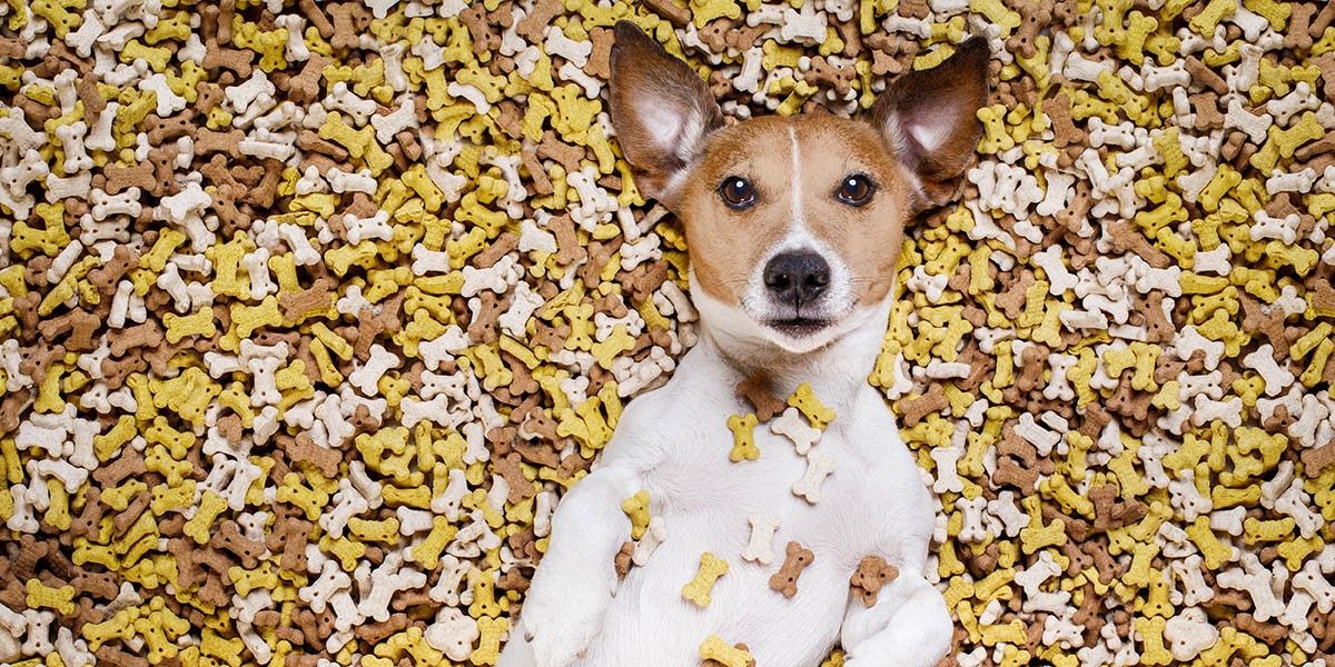 Лучшие лакомства для собак: как выбрать вкусные и полезные вкусняшки