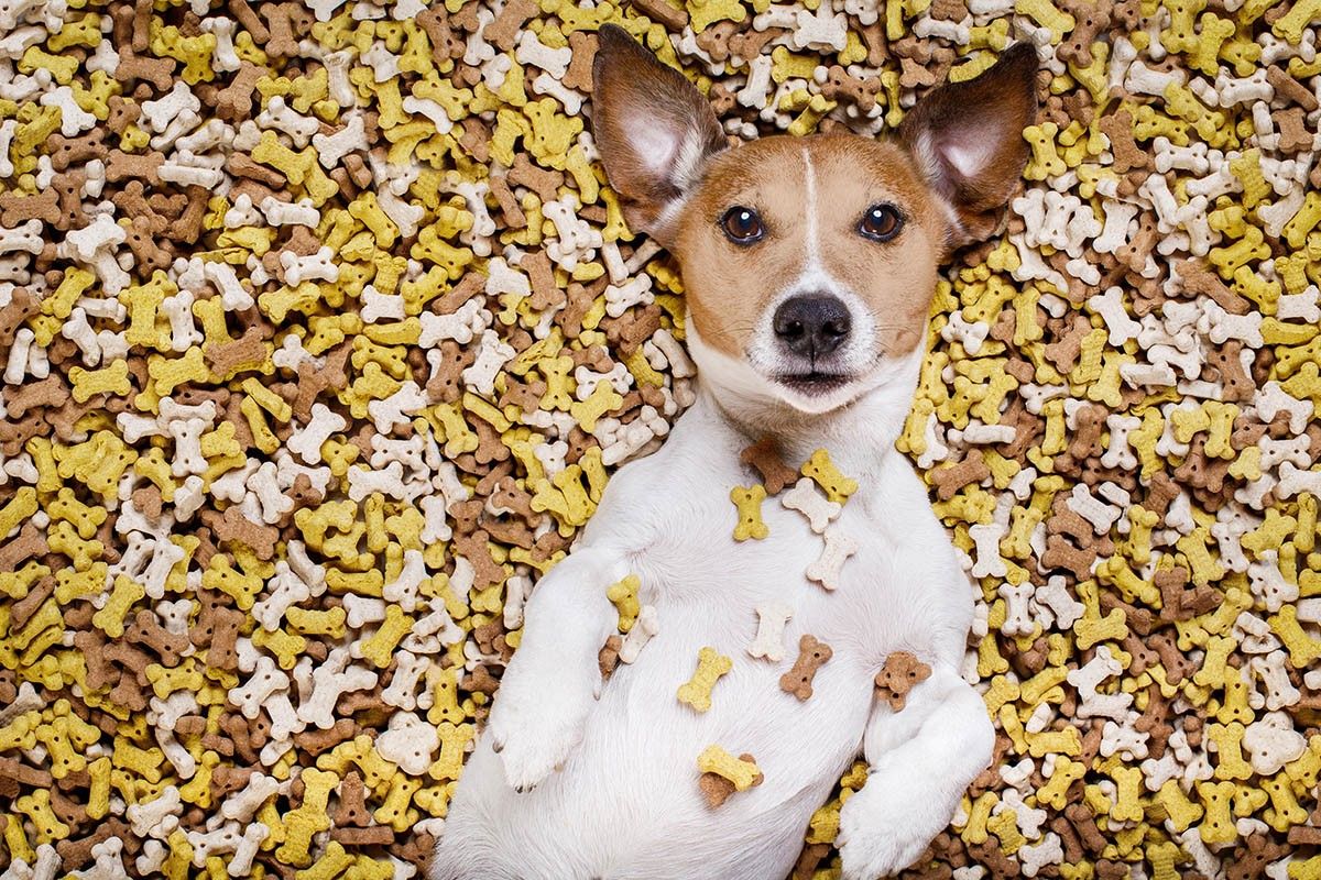 собачье лакомство