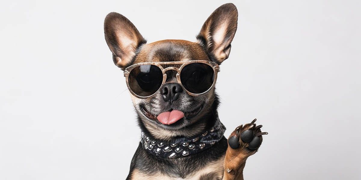 От любви до статуса: как породистый питомец превратился в люксовый аксессуар и почему это ужасно