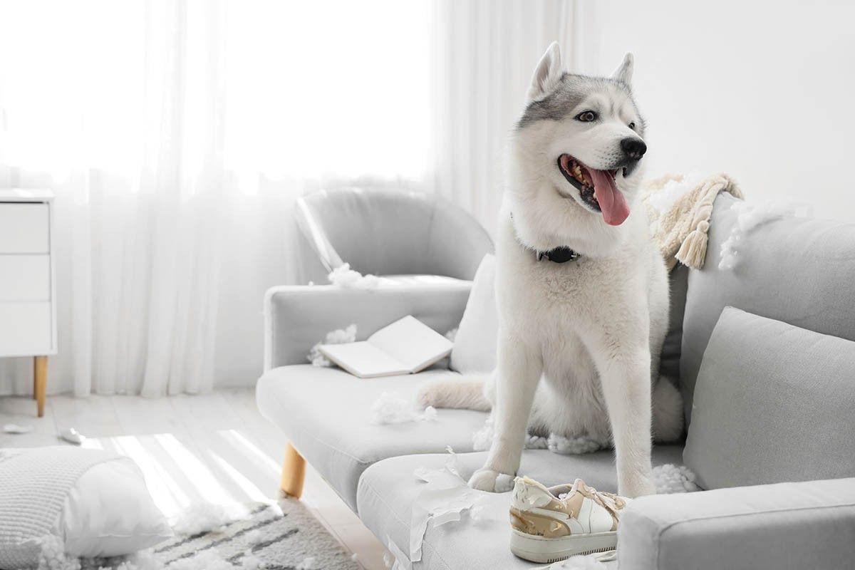 люксовые породы