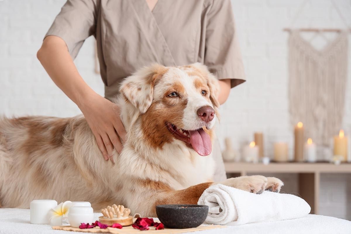 уход за питомцем