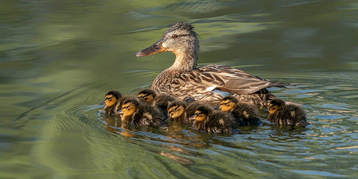 Как синдром утенка ограничивает жизнь и что с ним делать